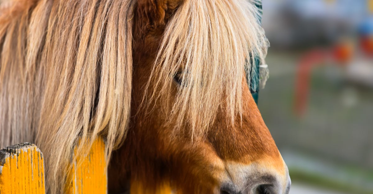 Pony AI Launches Driverless Robotaxis in Dubai